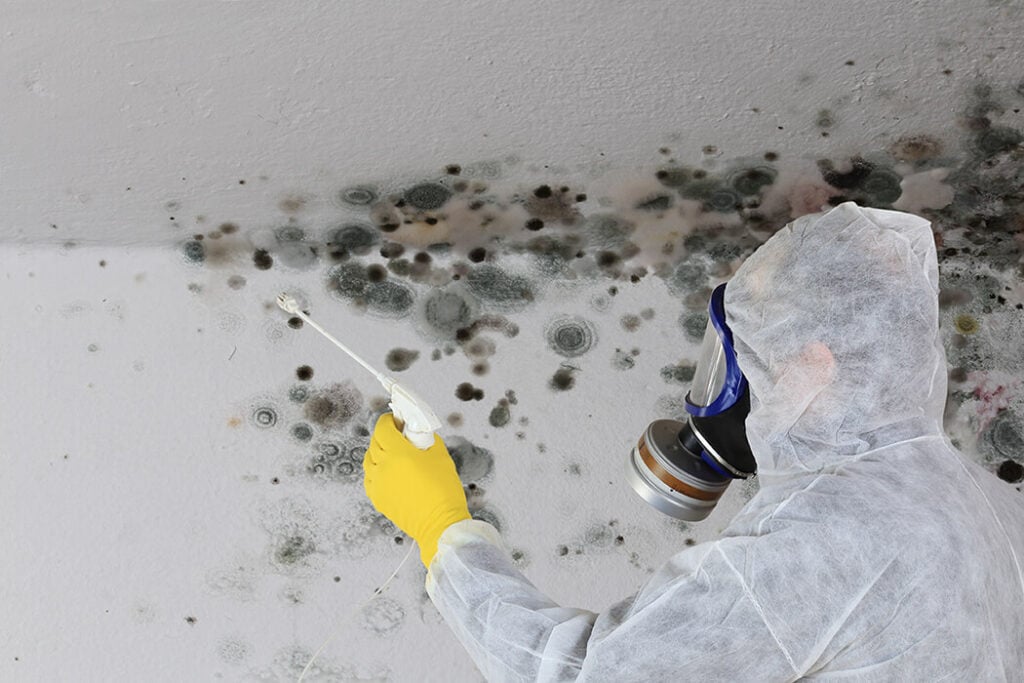 Household Mold & How it Affects Your Health | Mold Removal