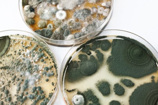 How Dangerous is Mold? Can Food Mold Cause House Mold?