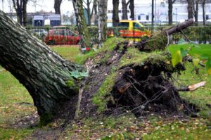 Storm Damage with Fallen Birch Tree